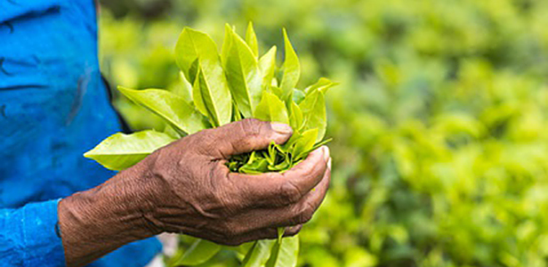 Neuere Forschungen zeigen, dass auch pflanzliche Extrakte und Substanzen wie grüner Tee und Resveratrol die Knochengesundheit und speziell die Gelenkfunktionen positiv beeinflussen können