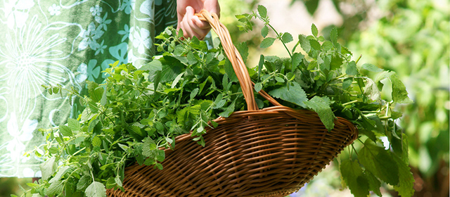 Vegane Ernährung – wie steht es mit den Mikro-Nährstoffen?